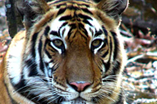 Wild Wonder's of North India